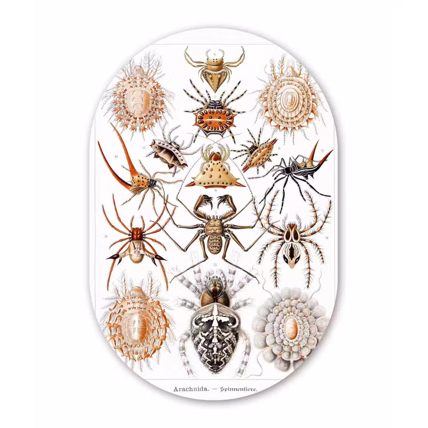 Retro - Spin - Ernst Haeckel - Spinnen Wandcirkel Ovaal Forex klein -3d