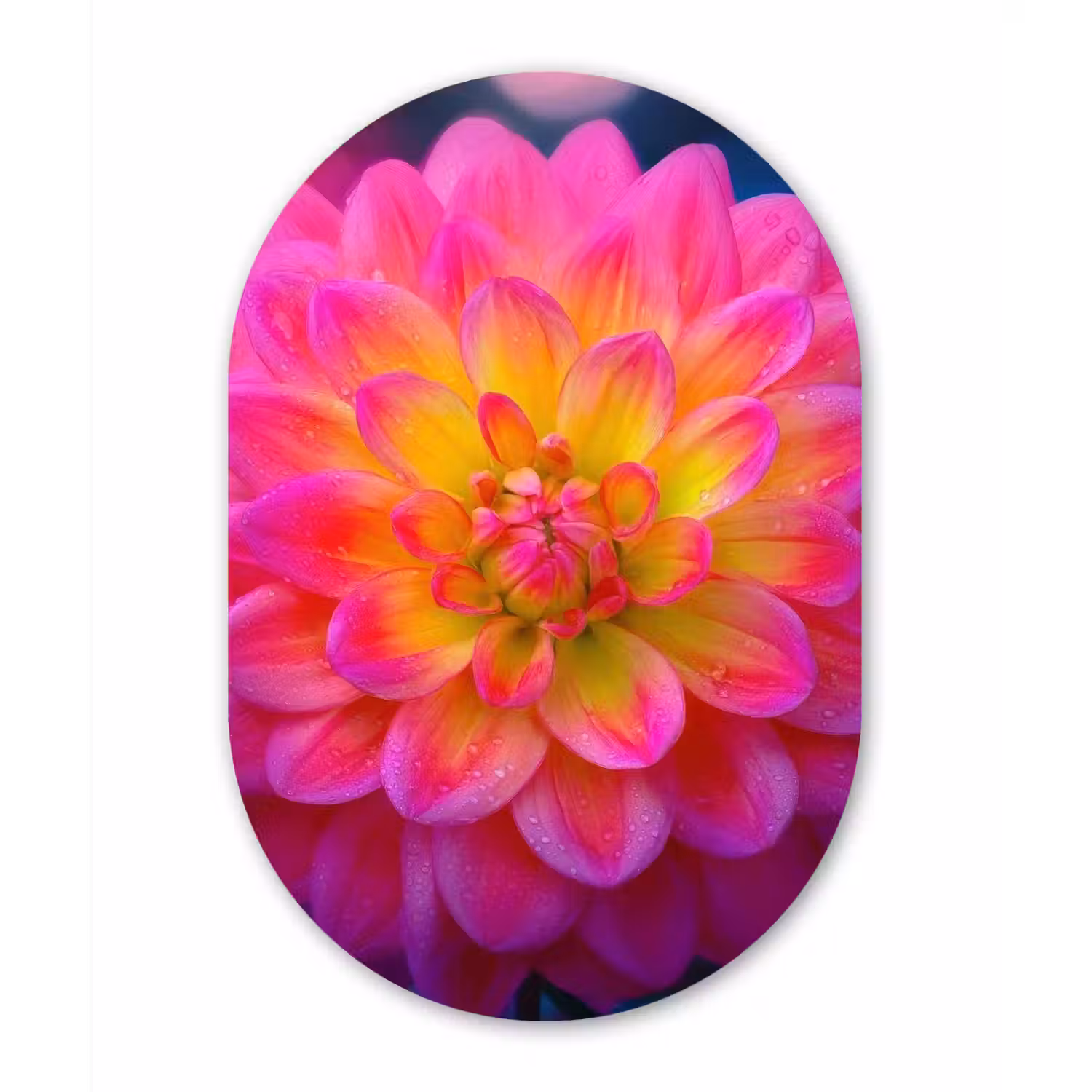 Roze - Dahlia - Kleurrijk Wandcirkel Ovaal Forex klein -3d