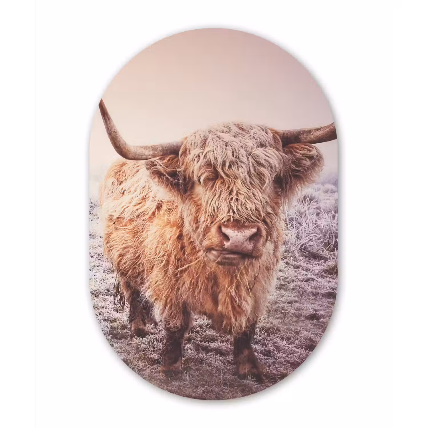 Schotse hooglanders - Licht - Lucht - Natuur Wandcirkel Ovaal Forex klein -3d