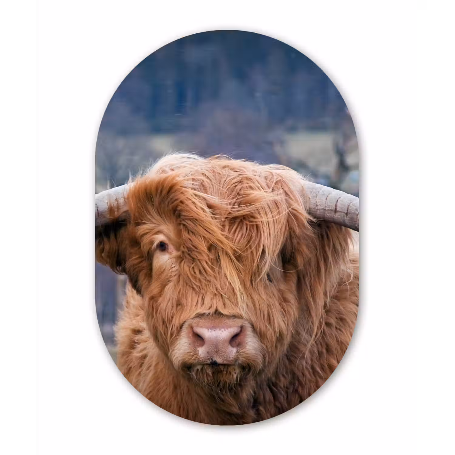 Schotse Hooglander - Koeienkop - Landschap - Natuur - Koe Wandcirkel Ovaal Forex klein -3d