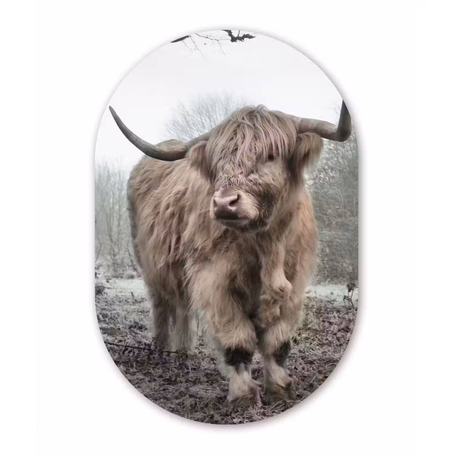 Schotse Hooglander - Bos - Mist - Koe - Dieren - Natuur Wandcirkel Ovaal Forex klein -3d