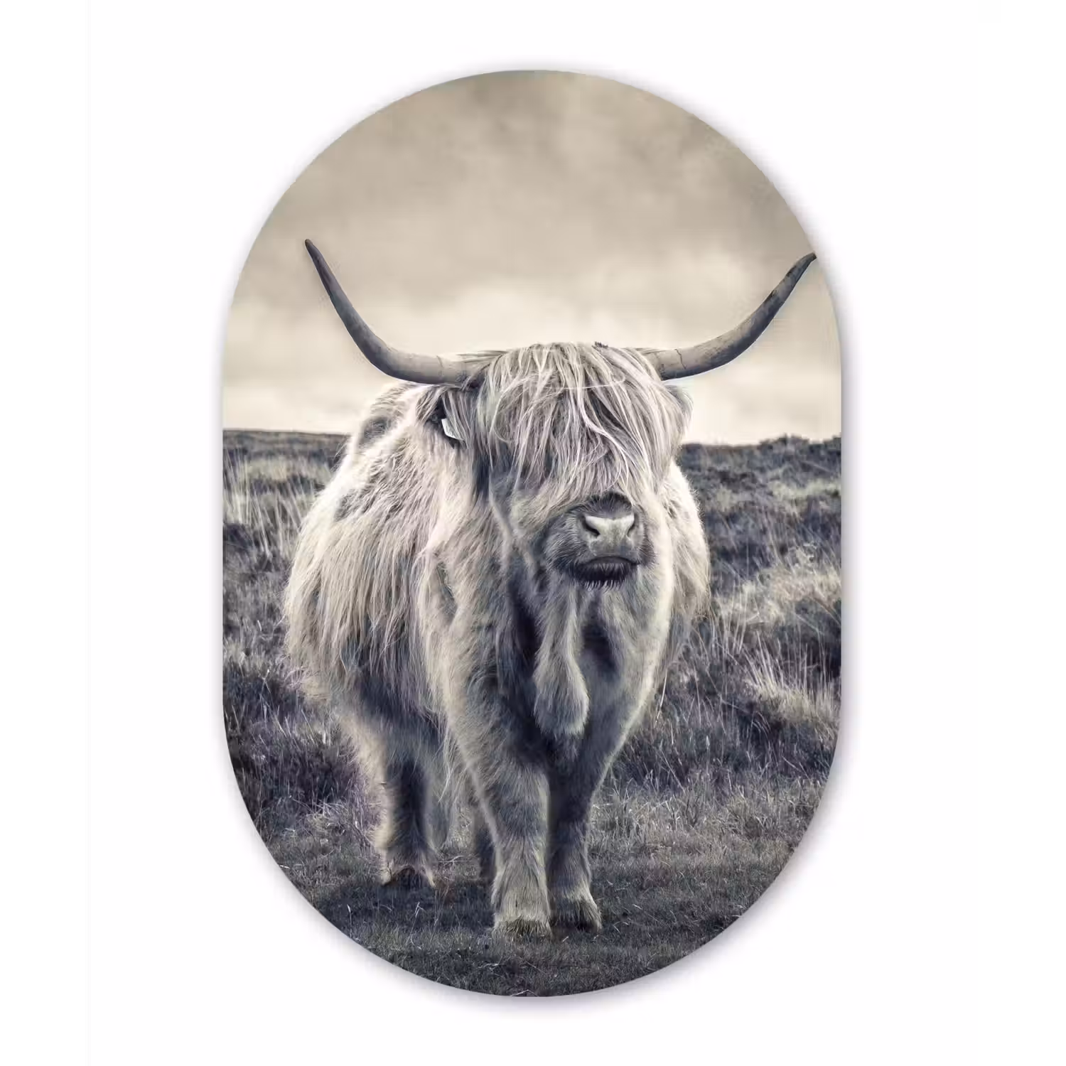 Schotse hooglander - Dieren - Wolken - Koe - Natuur Wandcirkel Ovaal Forex klein -3d