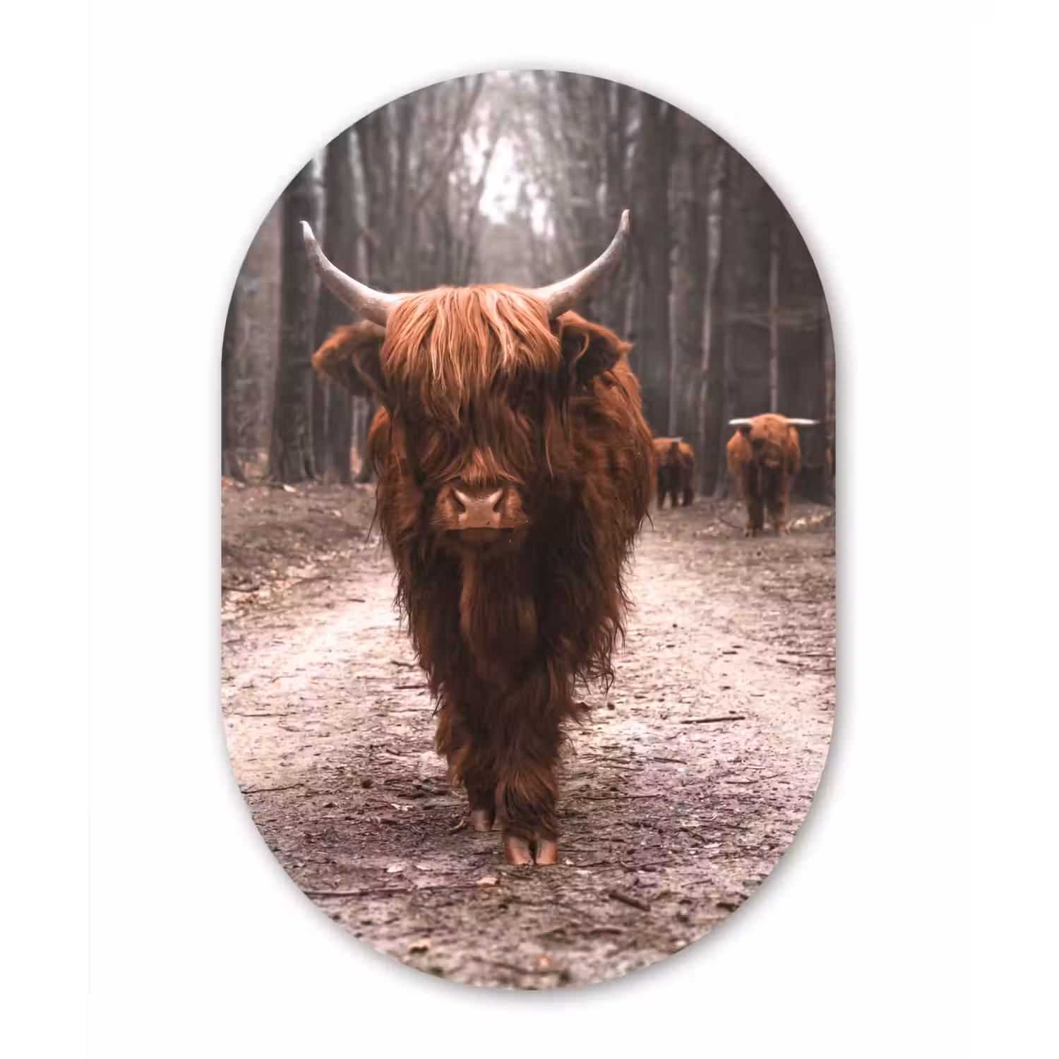 Schotse hooglander - Bos - Koe - Dieren - Natuur Wandcirkel Ovaal Forex klein -3d