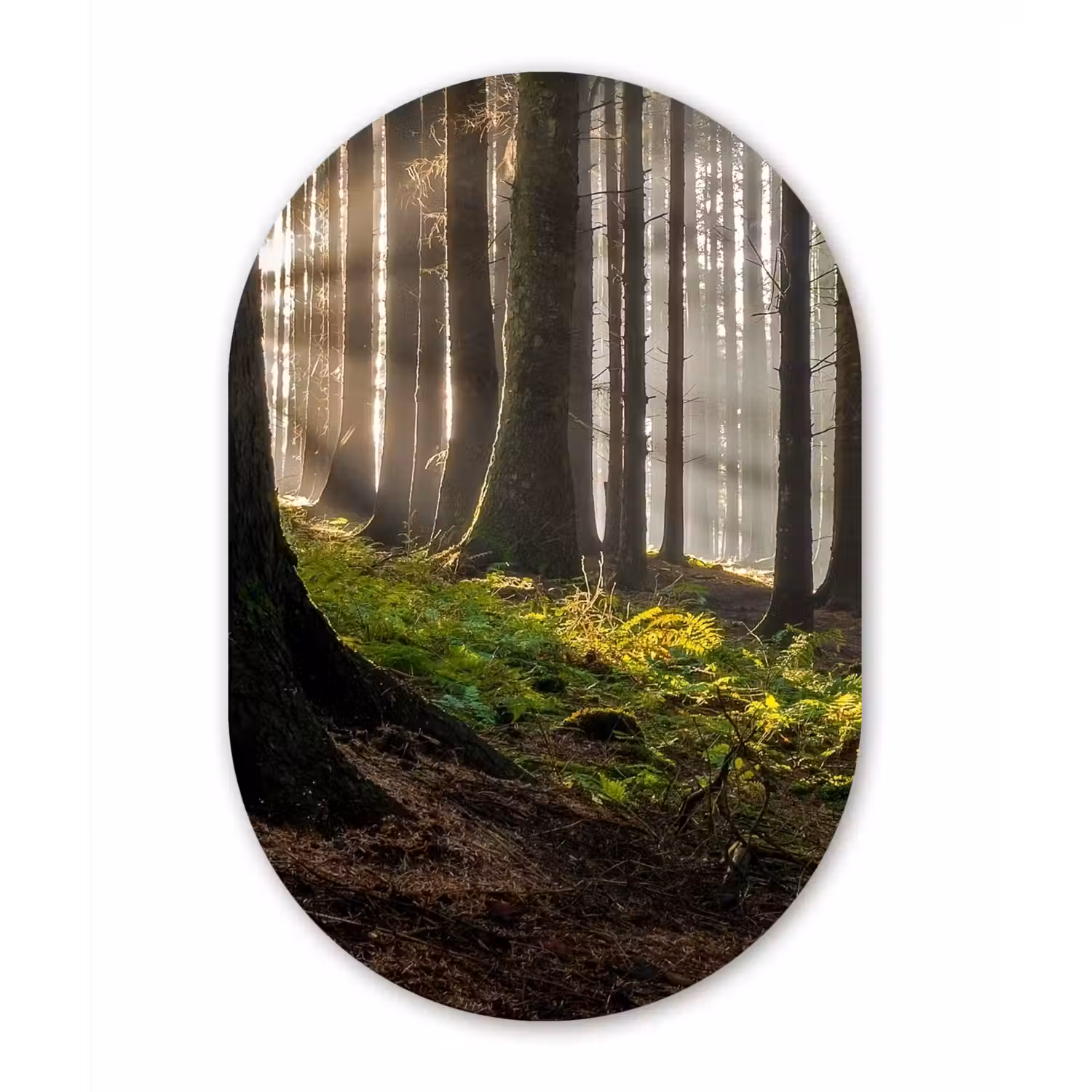 Zon - Takken - Bomen - Bos - Natuur Wandcirkel Ovaal Forex klein -3d