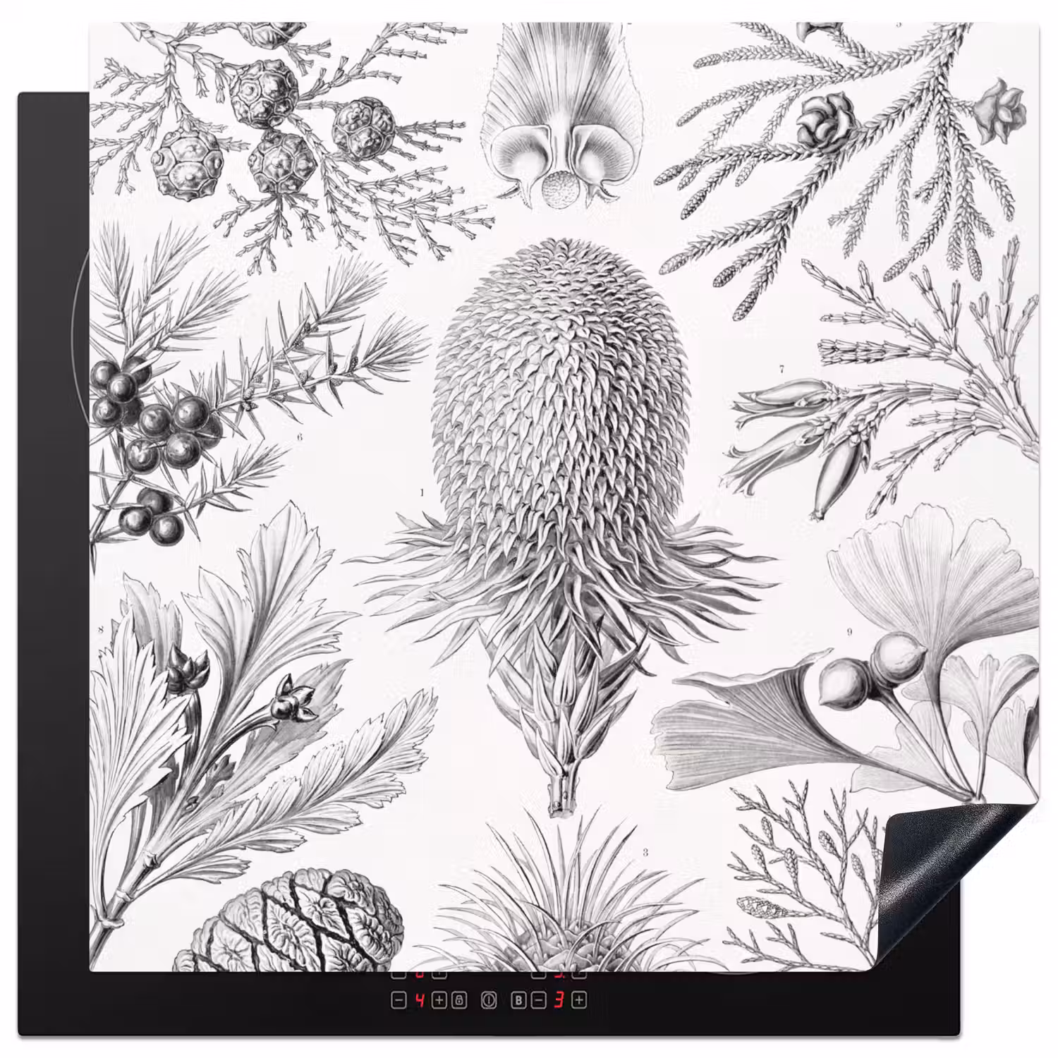Coniferen - Ernst Haeckel - Kunst - Retro - Illustratie - Natuur Inductie beschermer vinyl 3mm middel -3d