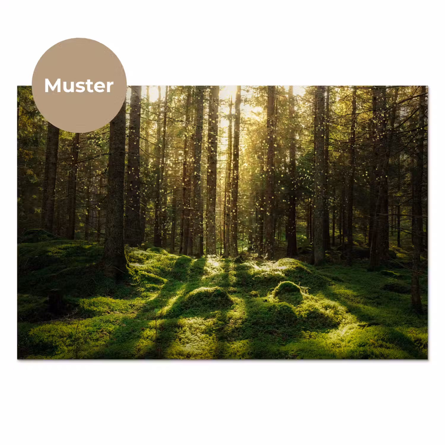 Bomen - Bos - Mos - Planten - Zon - Natuur keuken achterwand sample klein -3d_DE