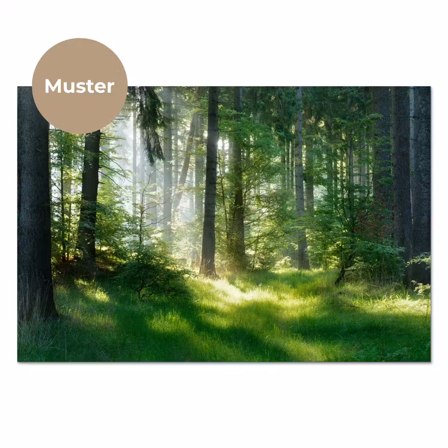 Natuur - Bomen - Bos - Groen - Zon - Gras - Planten keuken achterwand sample klein -3d_DE