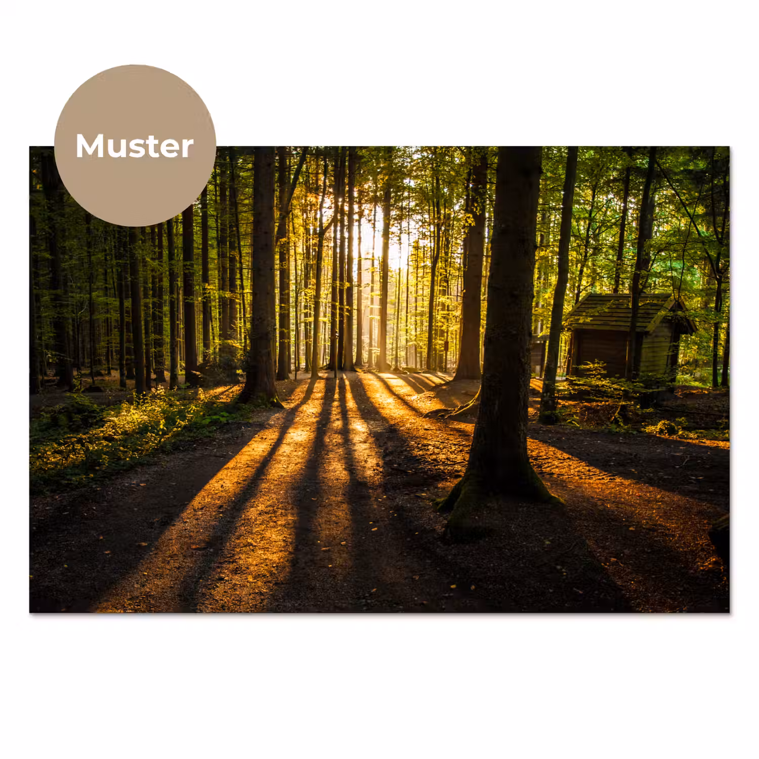 Zon - Bomen - Bos - Landschap - Natuur keuken achterwand sample klein -3d_DE