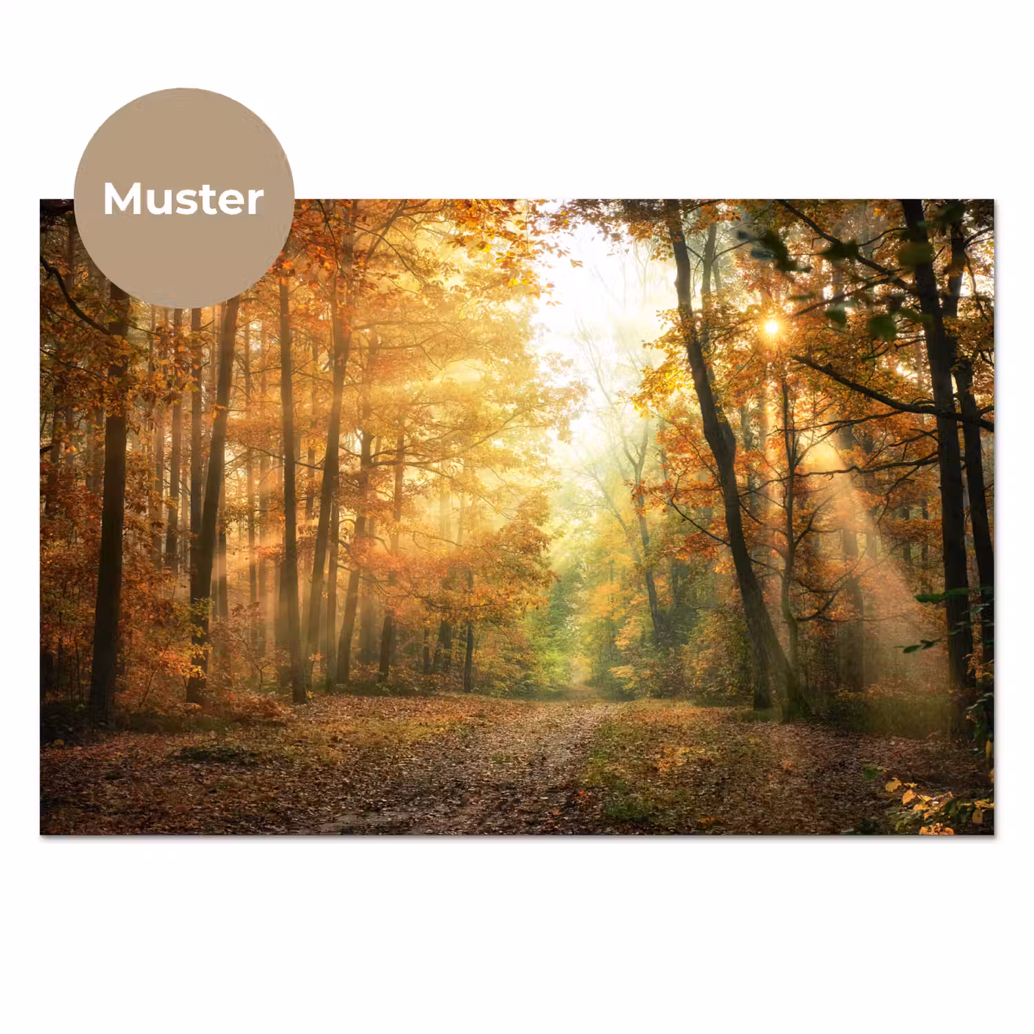 Bos - Herfst - Zon - Landschap - Natuur - Bomen - Bladeren keuken achterwand sample klein -3d_DE