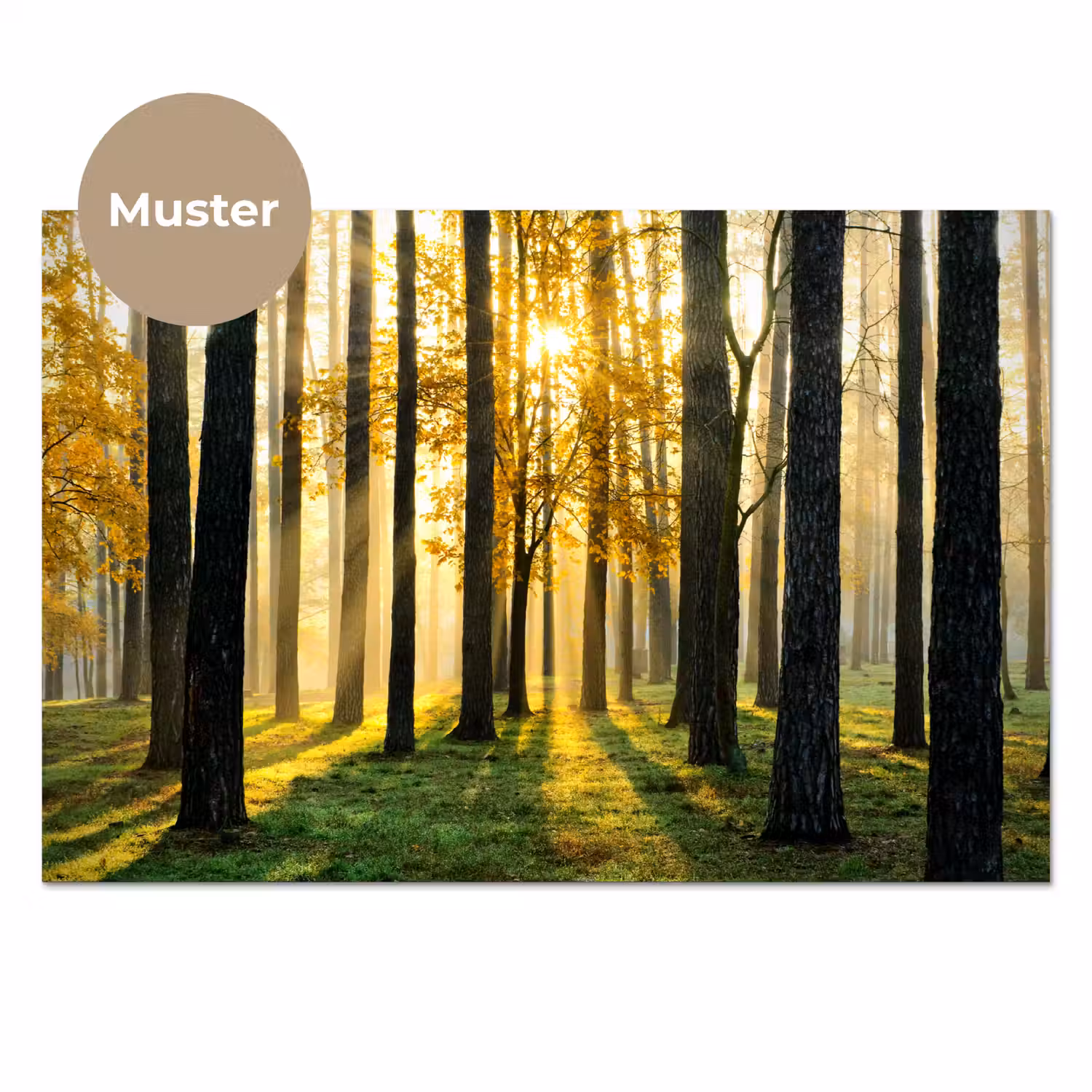 Bos - Zon - Bomen - Gras - Landschap - Natuur keuken achterwand sample klein -3d_DE