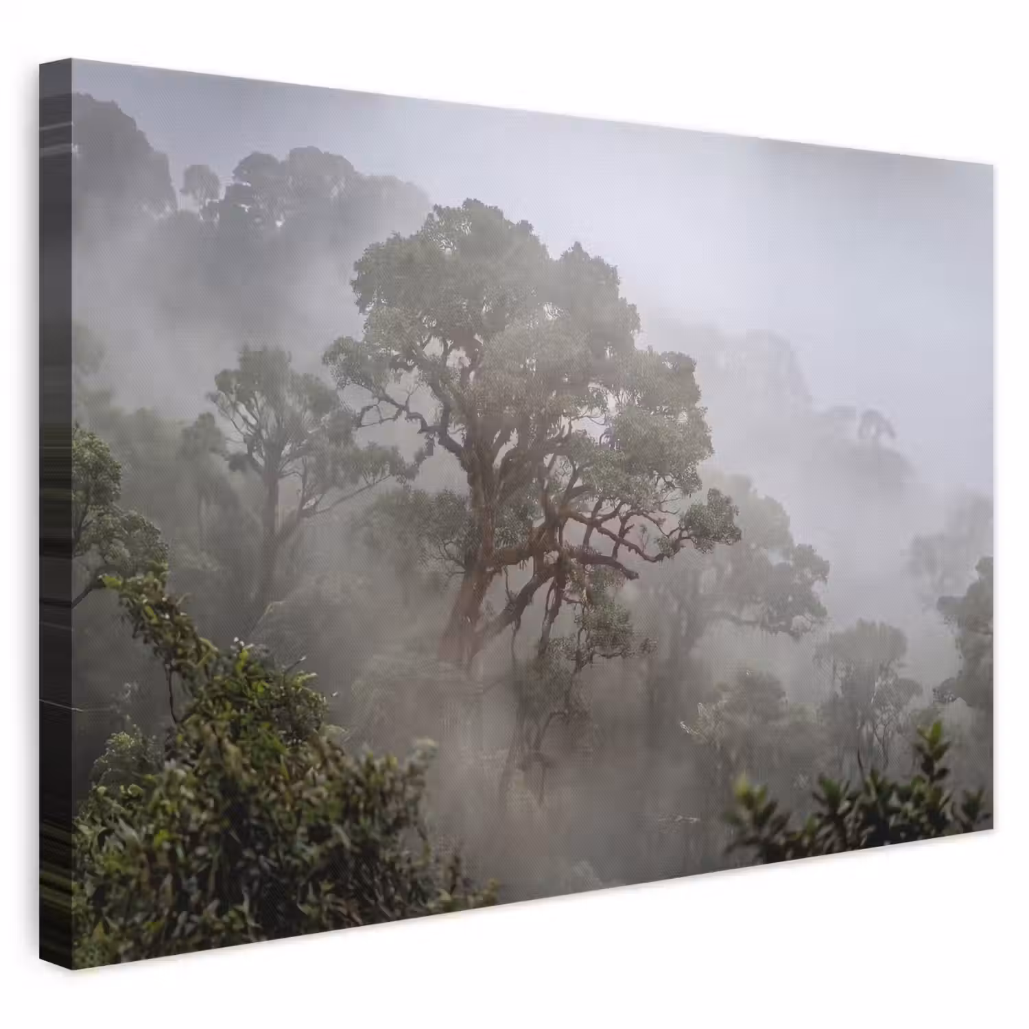 Boom - Mistig - Bos - Groen - Natuur canvas 2cm klein -3d