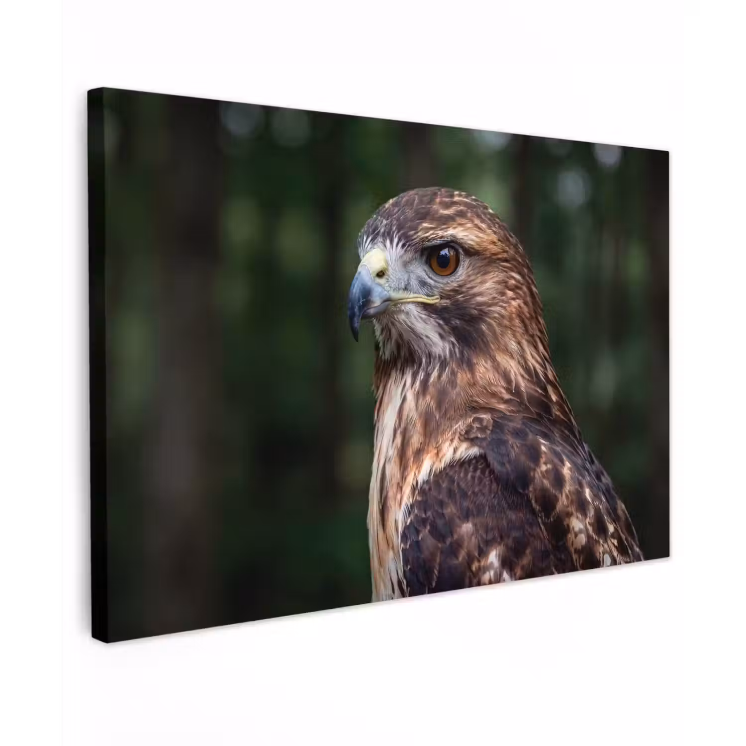 Buizerd - Roofvogel - Natuur - Bruin canvas 2cm klein -z3d