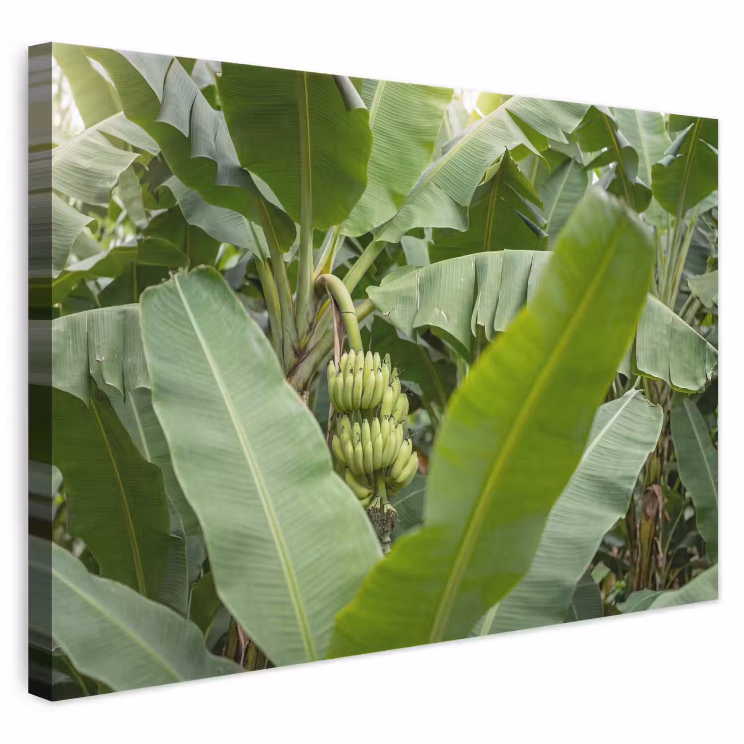 Eten - Bananen - Plantage - Groen canvas 2cm klein -3d