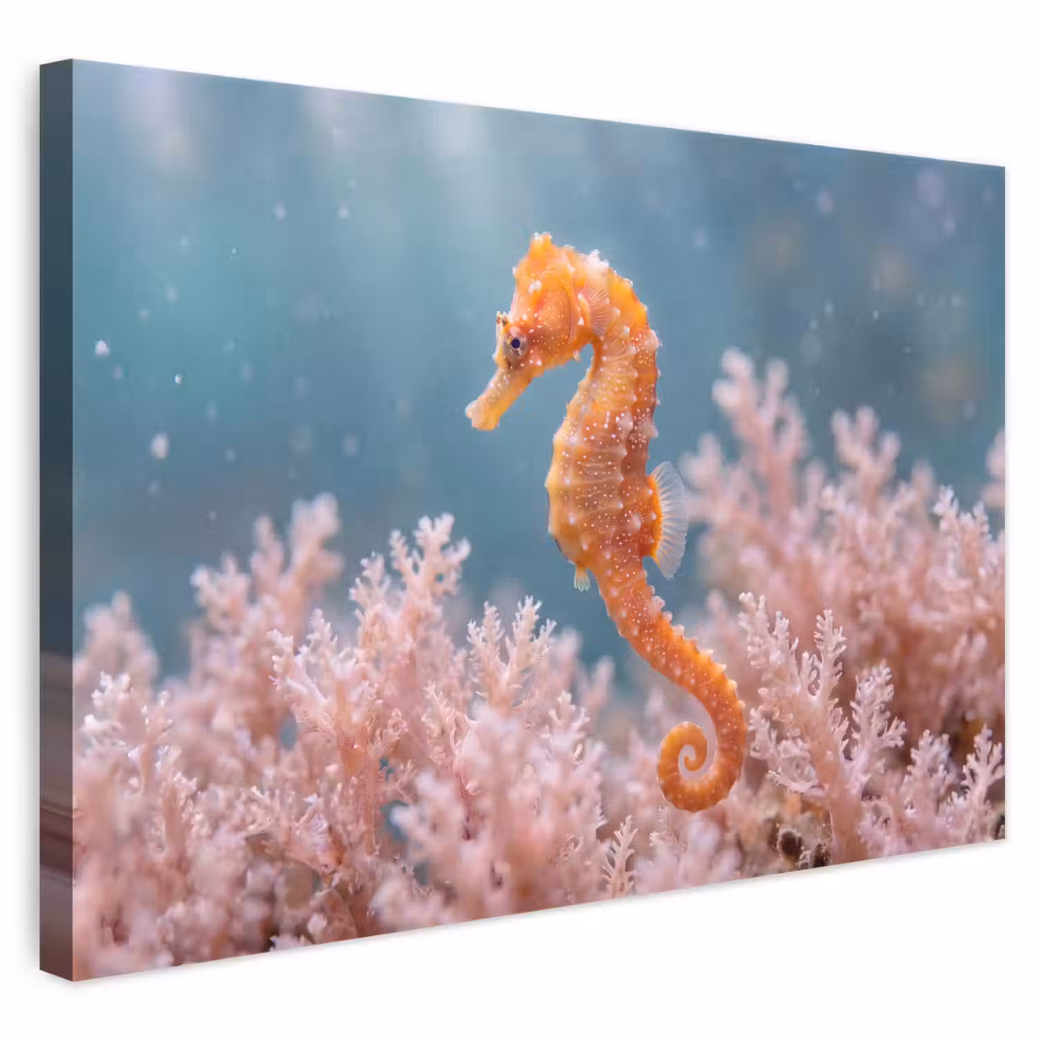 Vis - Koraal - Oceaan - Macro - Oranje canvas 2cm klein -3d