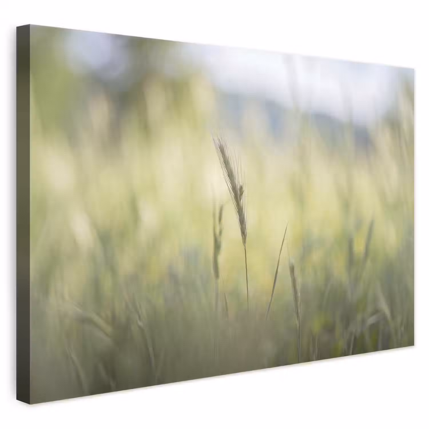 Graan - Aar - Natuur - Groen - Detail canvas 2cm klein -3d