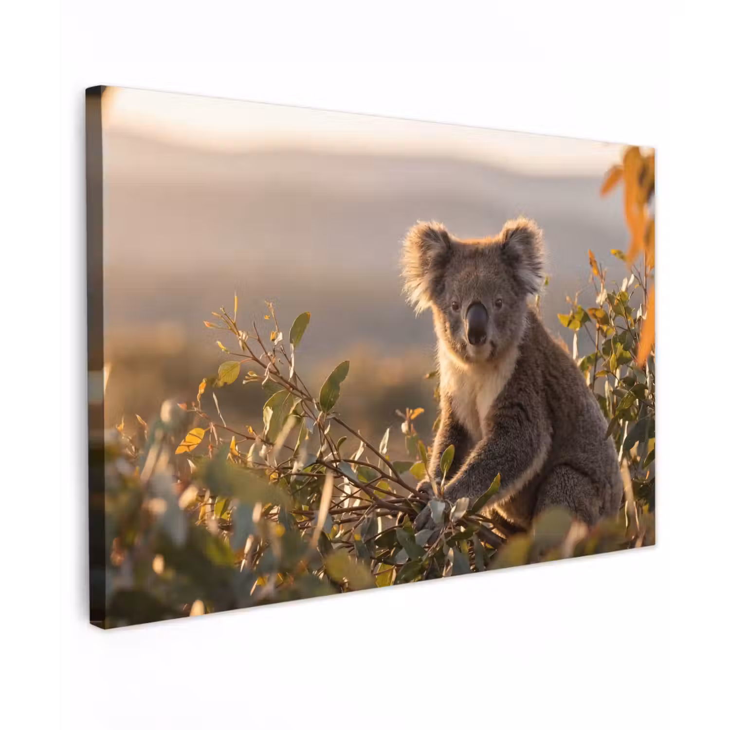 Koala - Bladeren - Ochtendlicht canvas 2cm klein -z3d