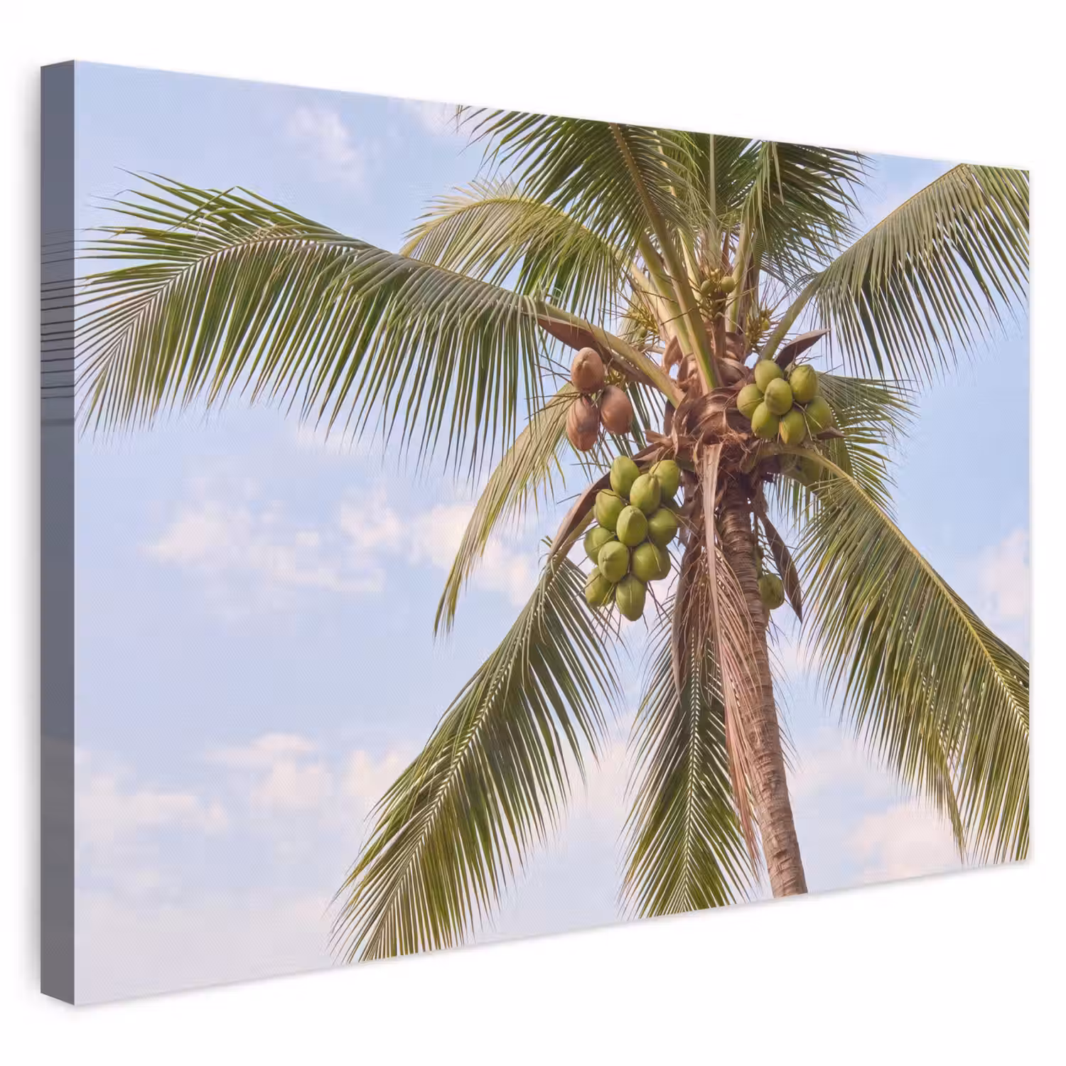 Kokosnoot - Boom - Tropisch - Natuur - Groen canvas 2cm klein -3d