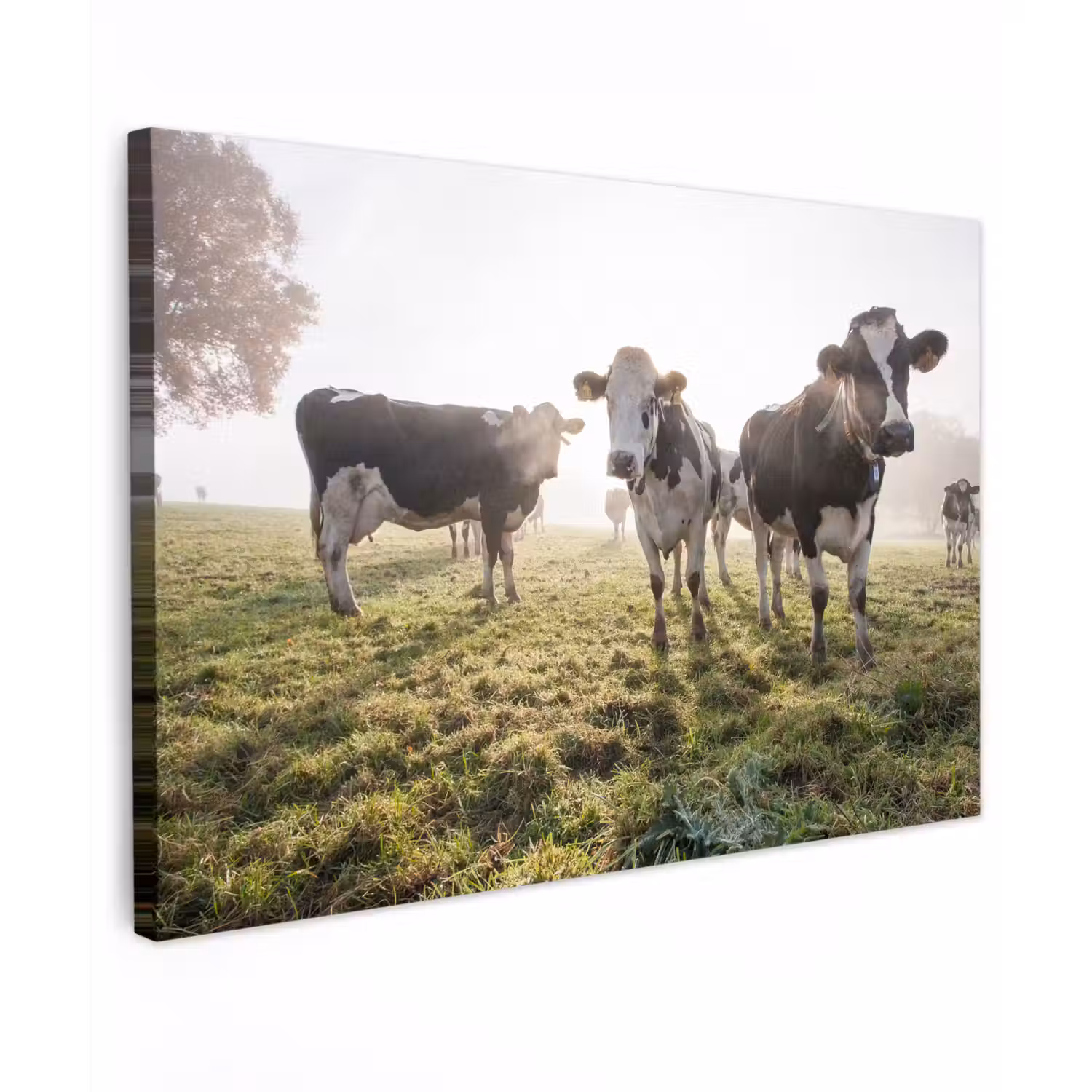 Koeien - Licht - Gras - Dieren canvas 2cm klein -z3d