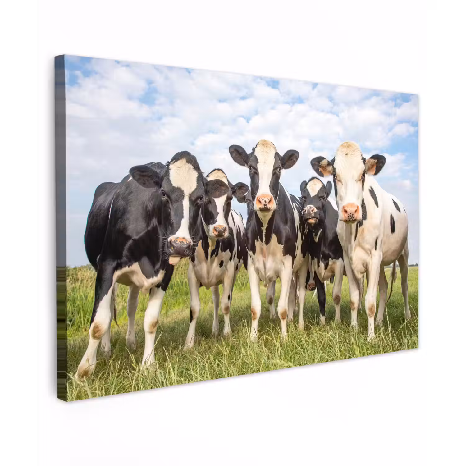 Koeien - Weiland - Dieren - Natuur - Gras canvas 2cm klein -z3d