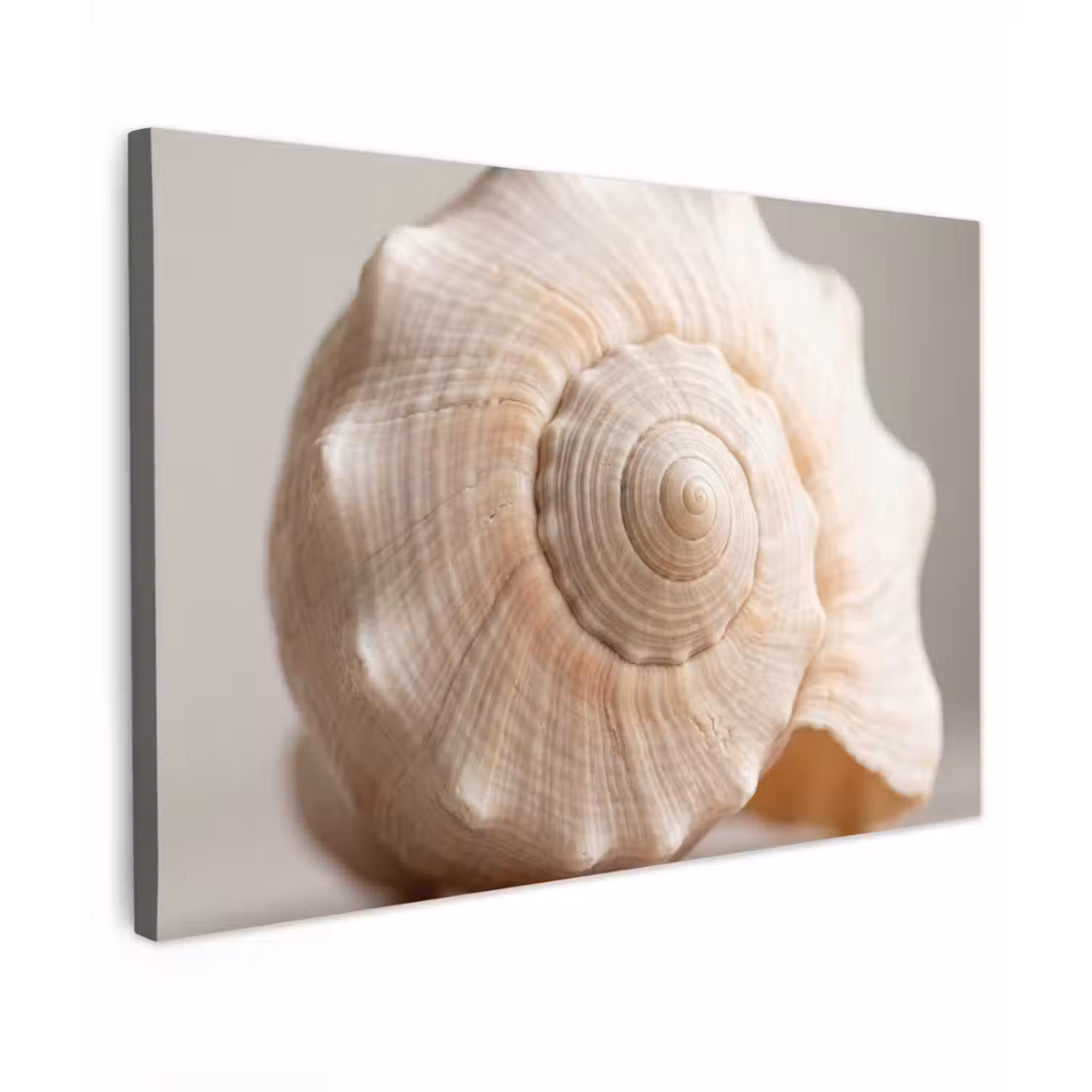Schelp - Detail - Beige canvas 2cm klein -z3d