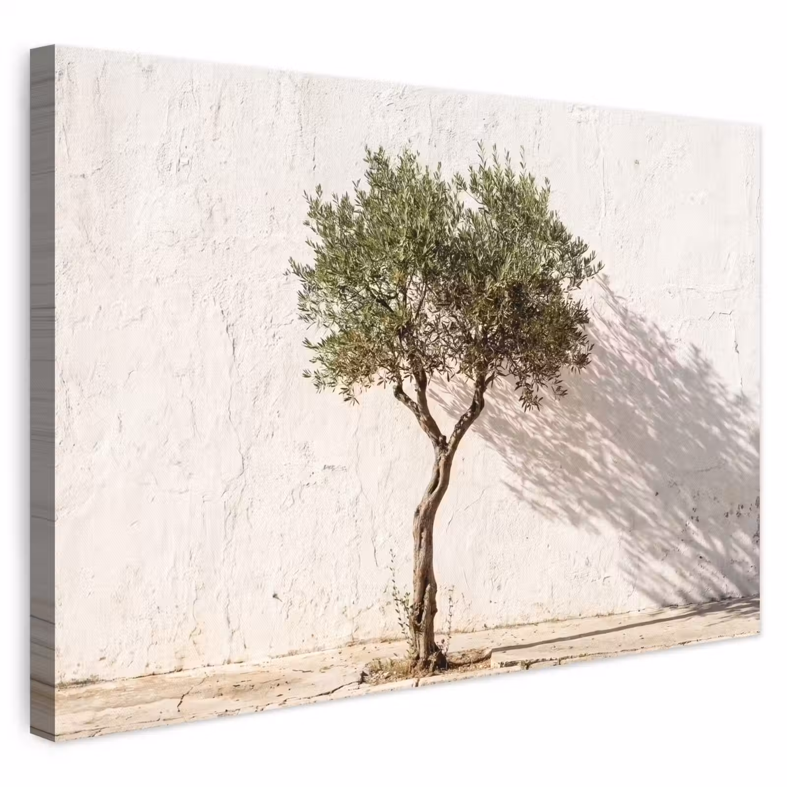 Leinwandbild - Olivenbaum – Wand – weiß - Olijfboom - muur - wit canvas 2cm klein