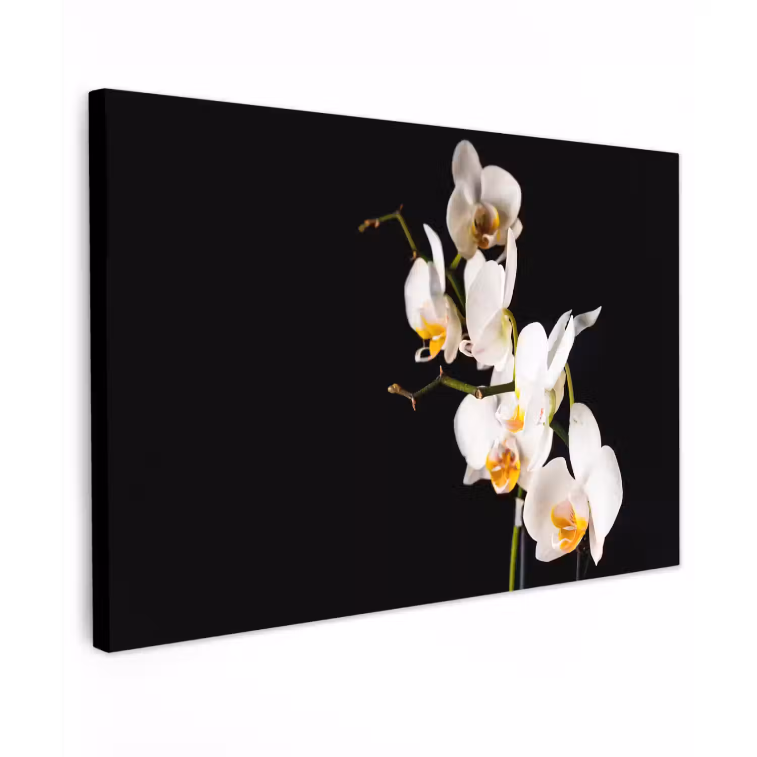 Orchidee - Bloemen - Planten - Botanisch canvas 2cm klein -z3d