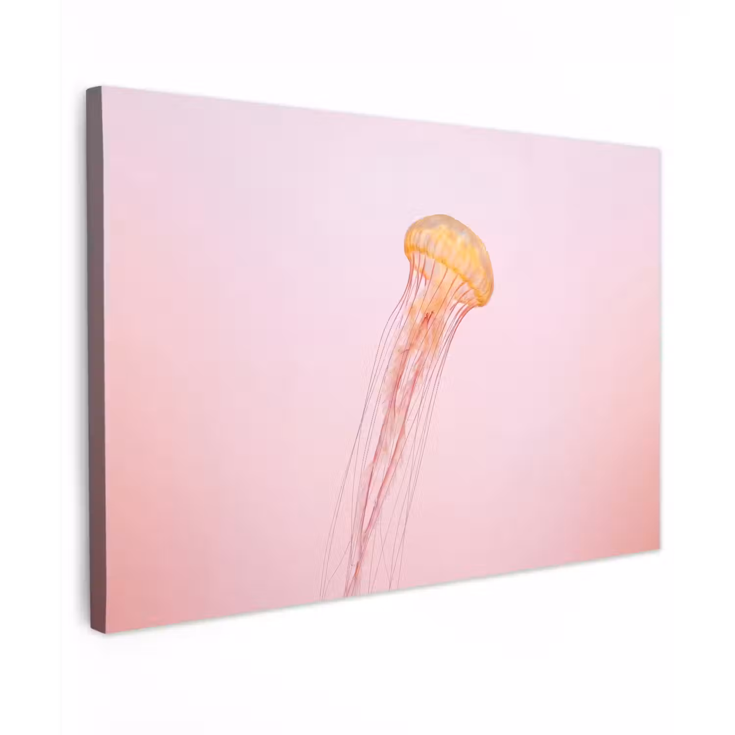 Sierlijk - Kwal - Roze canvas 2cm klein -z3d