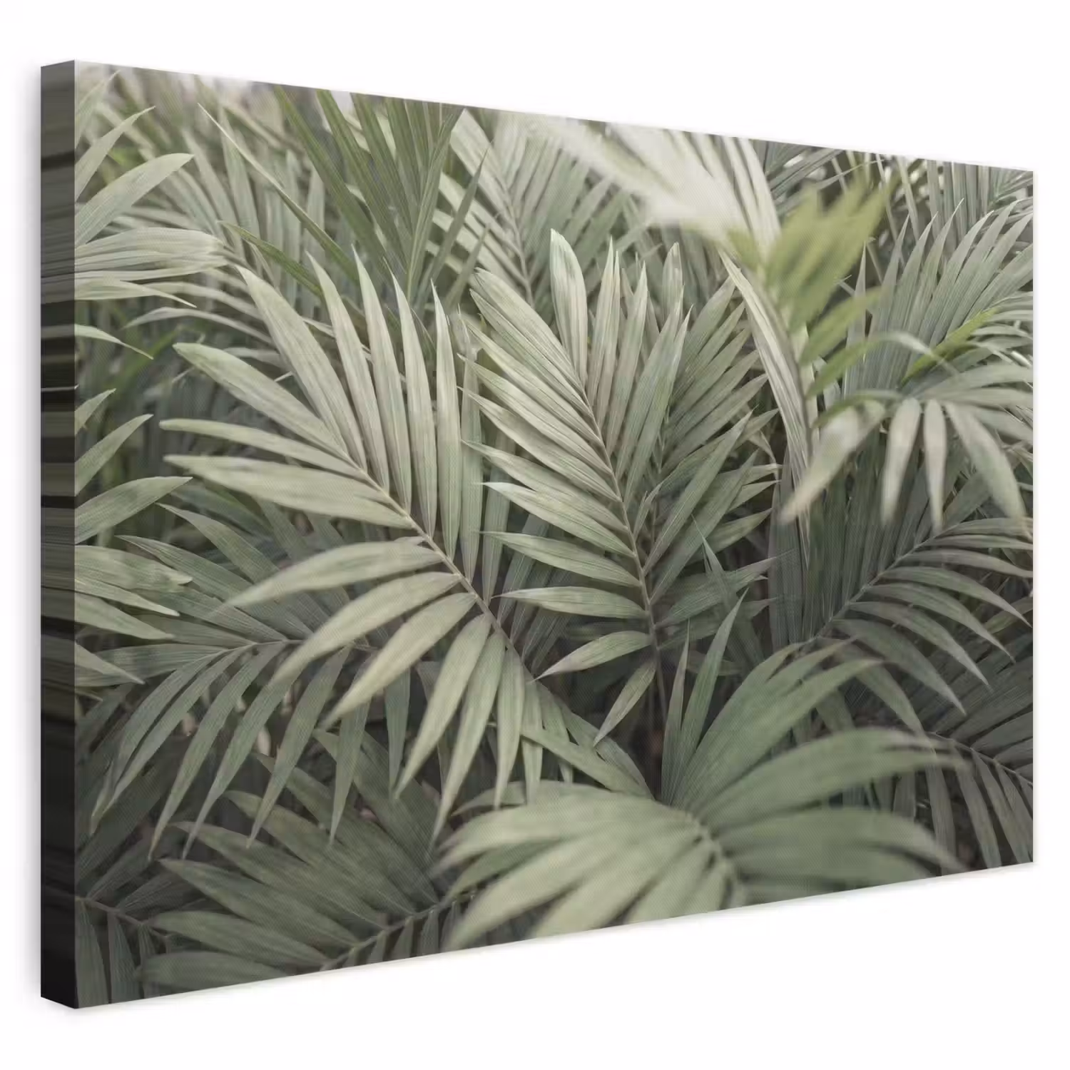 Plant - Palmbladeren - Natuur - Groen canvas 2cm klein -3d