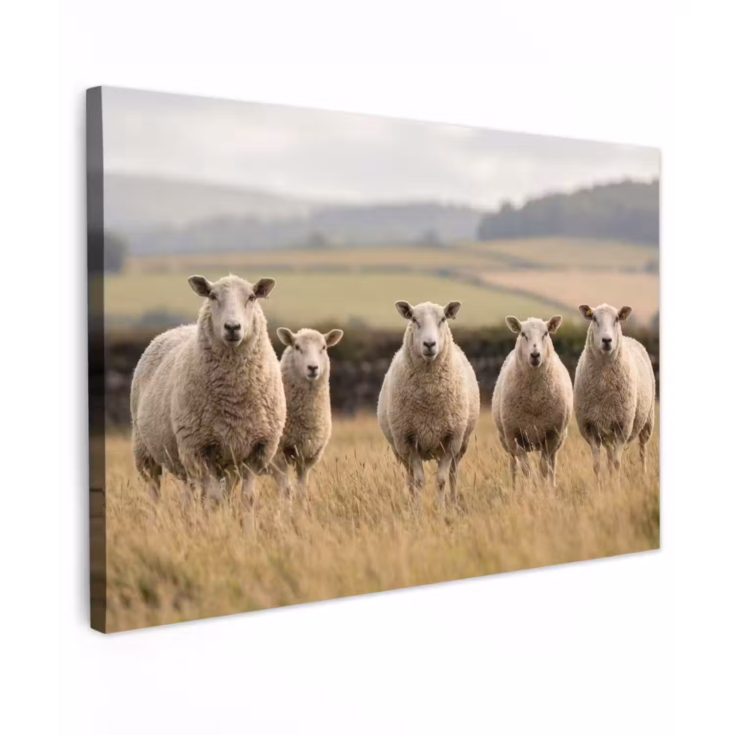 Schapen - Weidenlandschap - Heuvels canvas 2cm klein -z3d