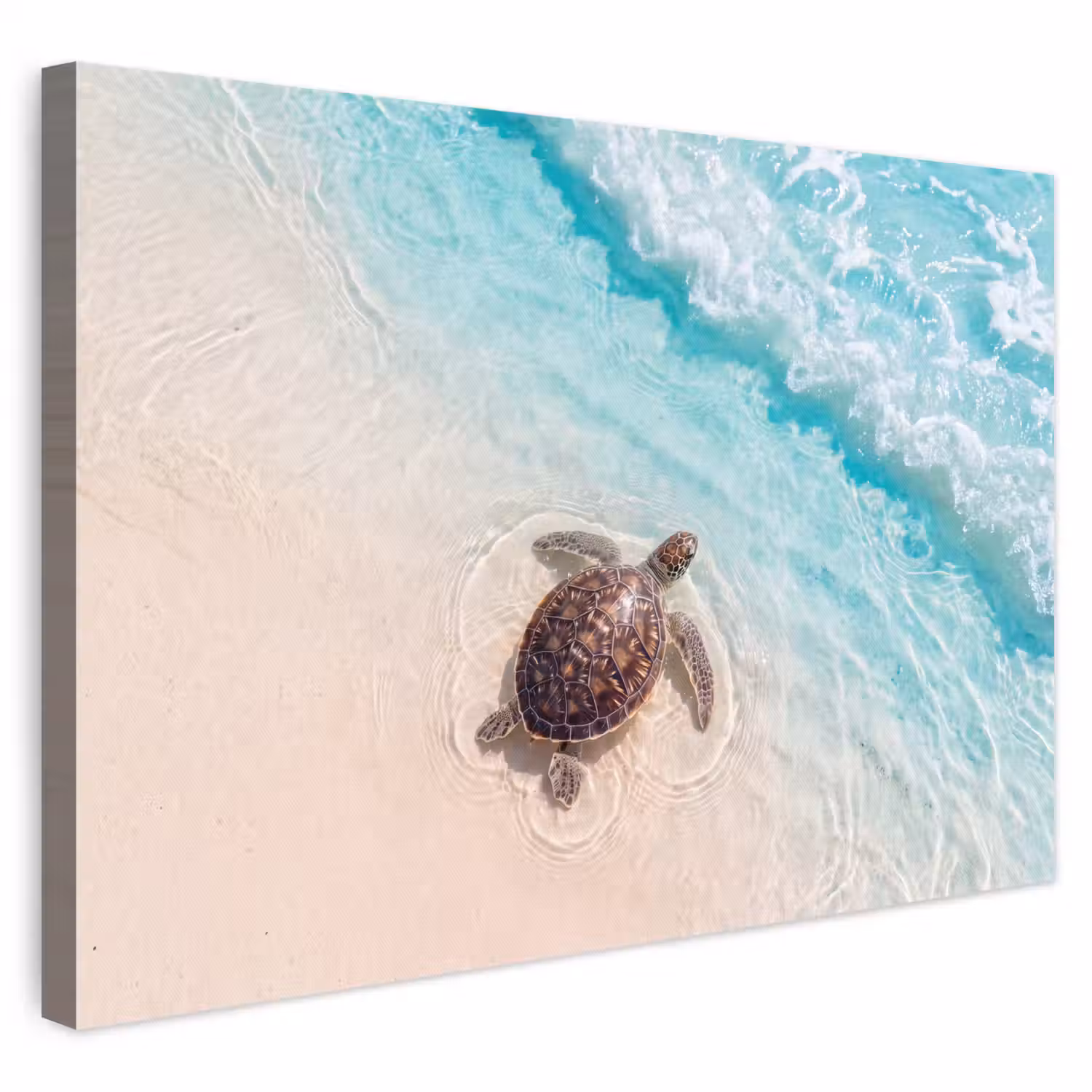 Schildpad - Helder water - Strand - Dieren - Natuur canvas 2cm klein -3d