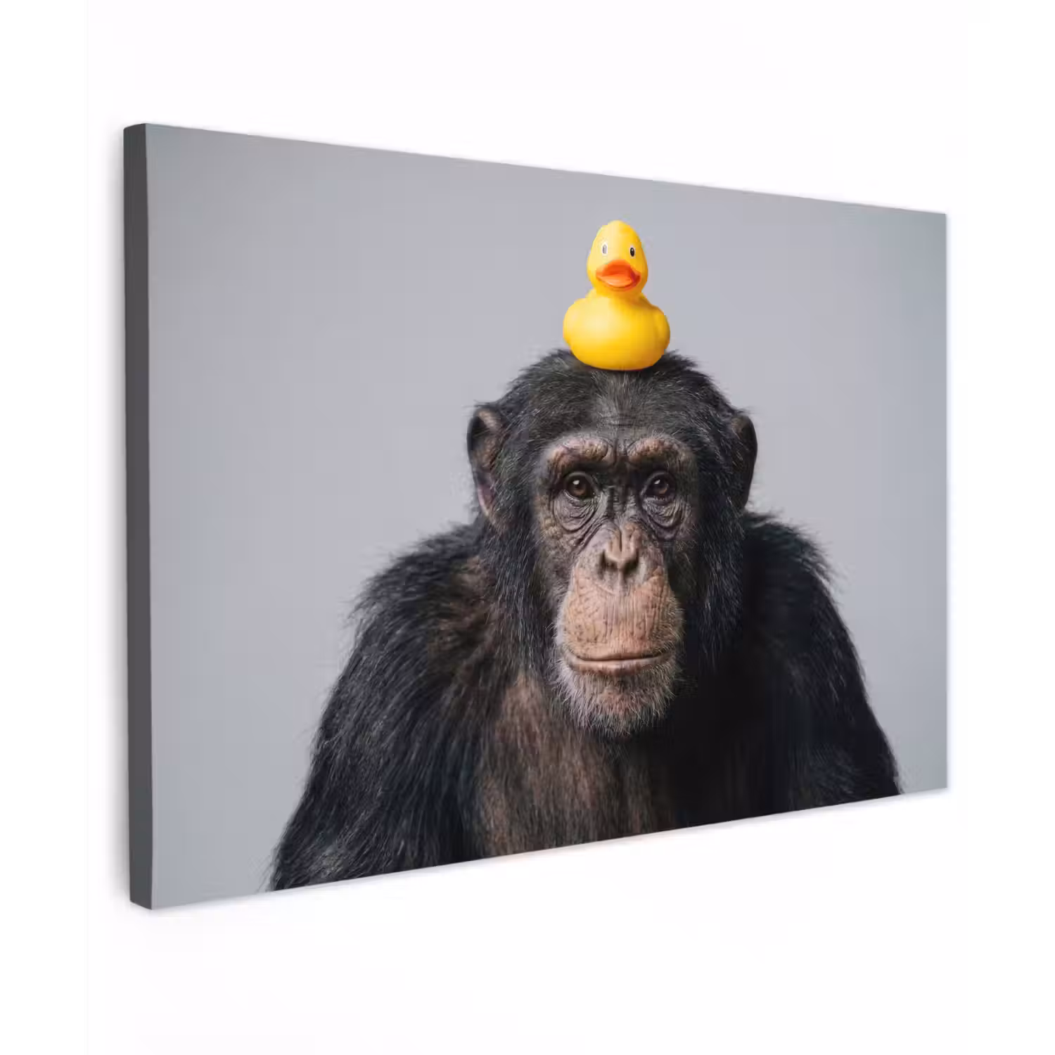 Chimpansee - Badeend - Grijs canvas 2cm klein -z3d