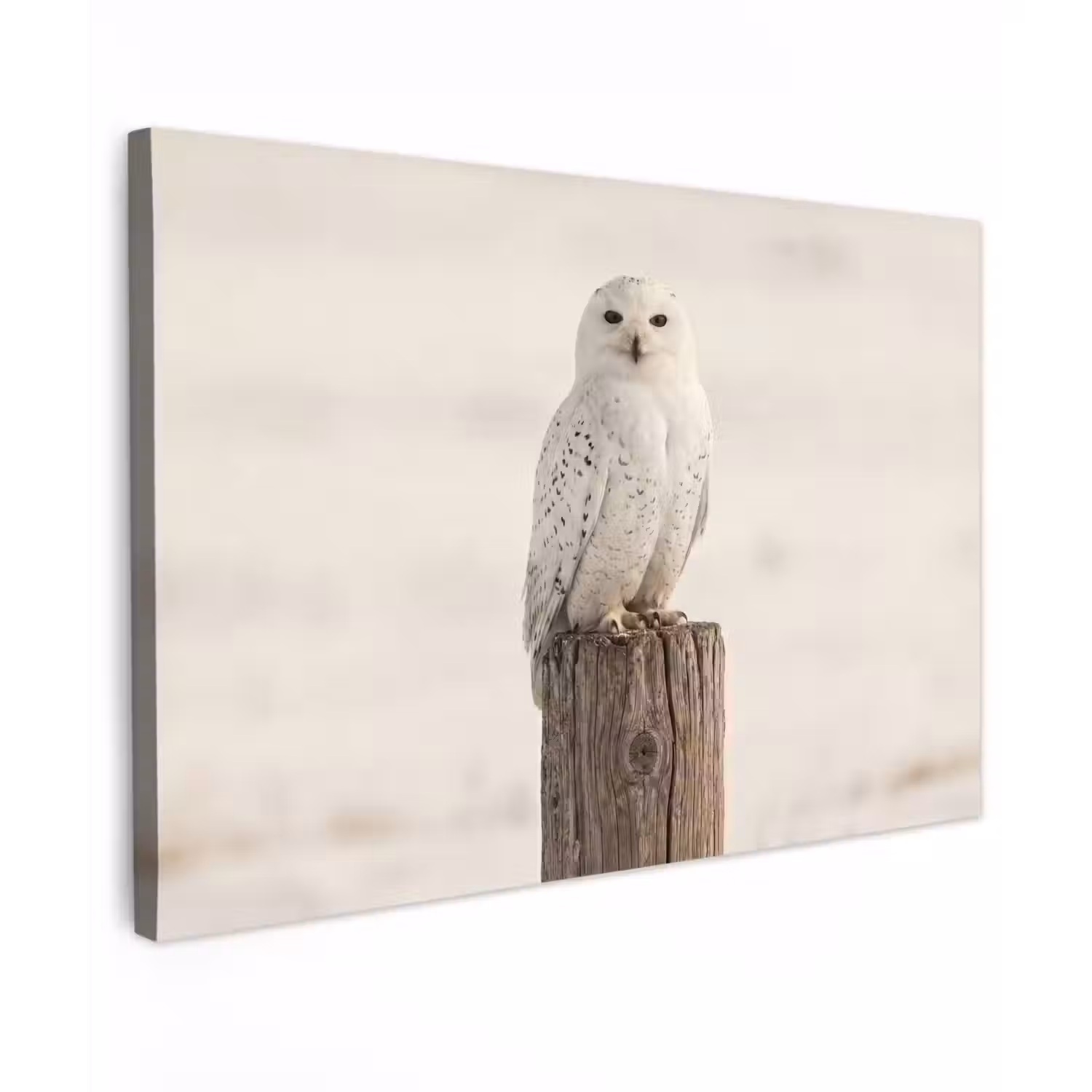 Sneeuwuil - Paal - Winter - Portret - Majestueus canvas 2cm klein -z3d