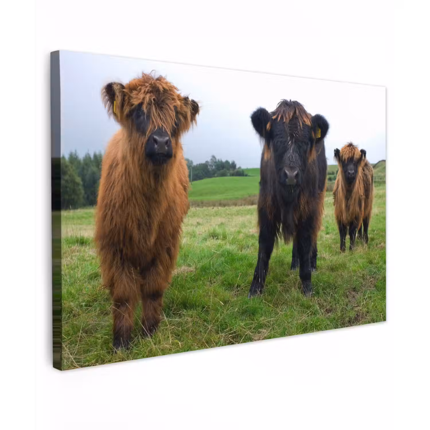 Schotse hooglander - Koeien - Natuur - Groen - Gras canvas 2cm klein -z3d