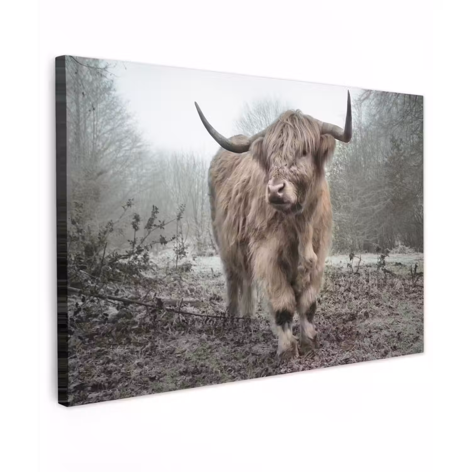 Schotse Hooglander - Bos - Mist - Koe - Dieren - Natuur canvas 2cm klein -z3d