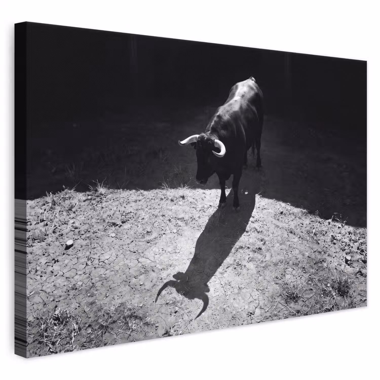 Stier - Schaduw - Dieren - Contrast - Zwart-wit canvas 2cm klein -3d