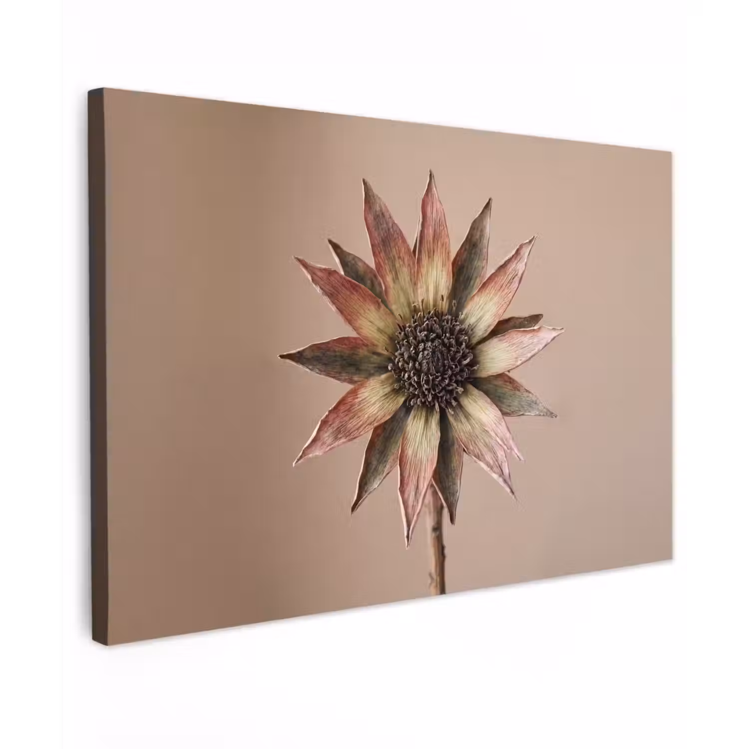 Droogbloem - Protea - Vintage - Beige - Rustiek canvas 2cm klein -z3d