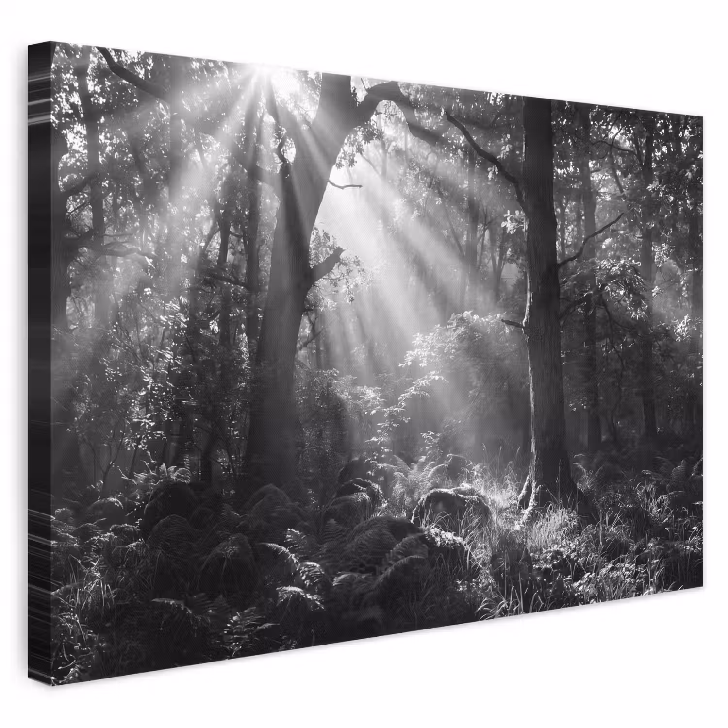 Bos - Lichtstralen - Natuur - Zwart-wit canvas 2cm klein -3d