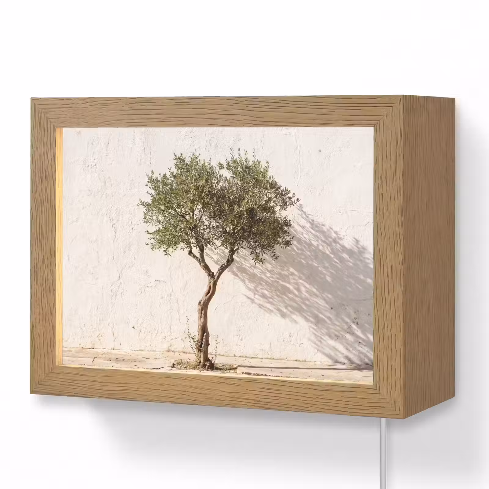 Lightbox - Wandleuchte - Olivenbaum – Wand – weiß - Olijfboom - muur - wit Light Box met kabel (Wandlamp) klein
