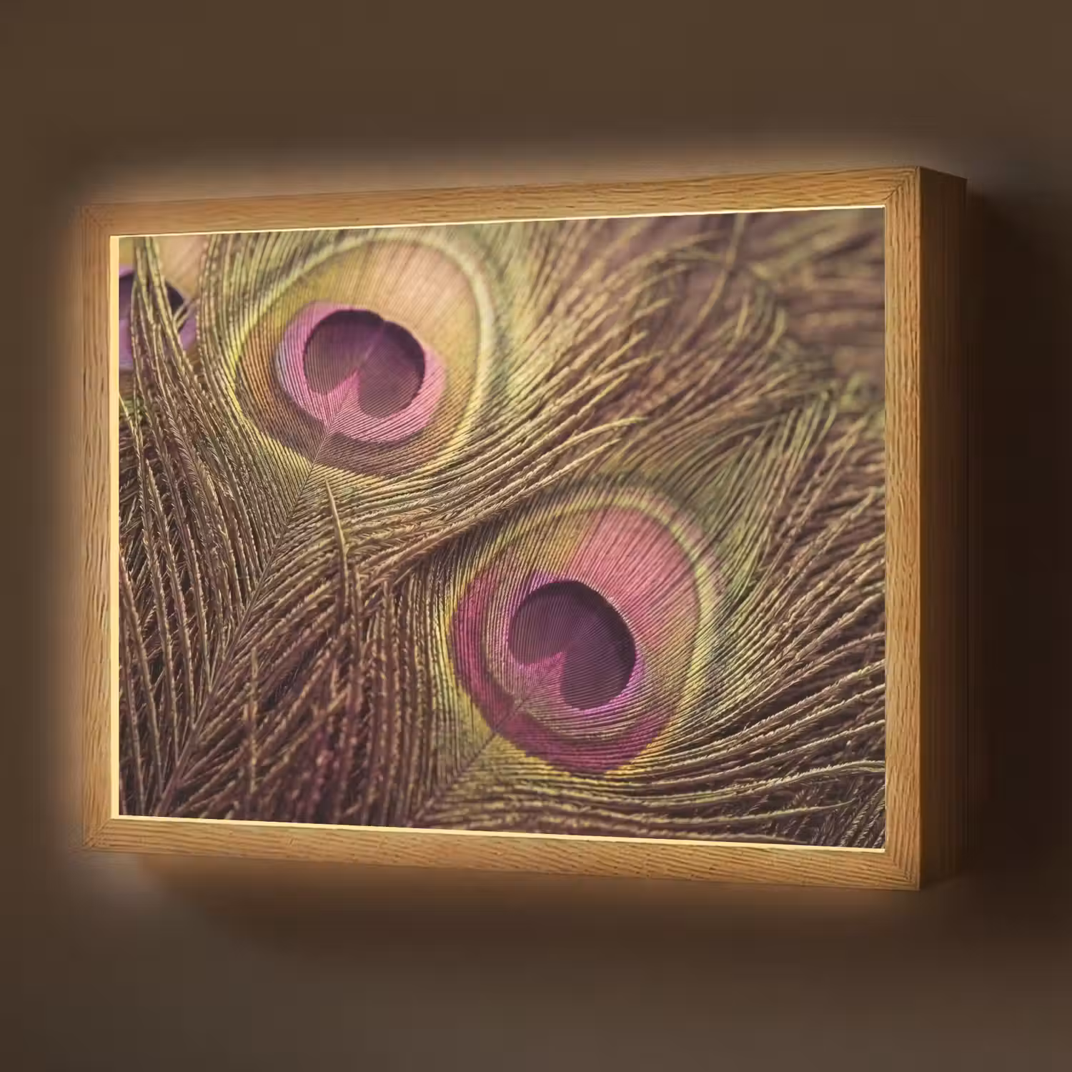 Pauw - Veren - Paars - Groen Light Box met batterij (Wandlamp) middel -z3d_website