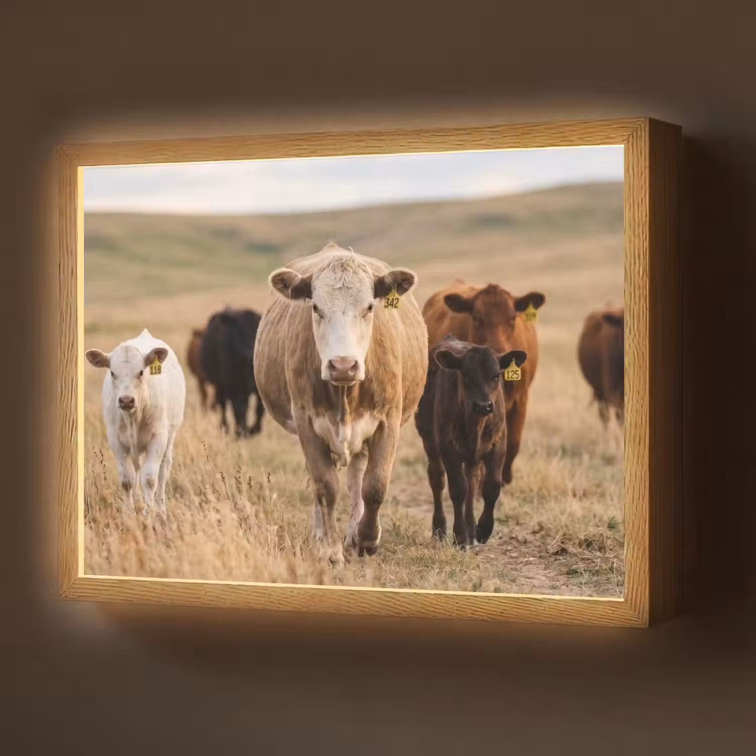 Runderen - Kudde - Landschap - Weide - Rustig Light Box met batterij (Wandlamp) middel -z3d_website