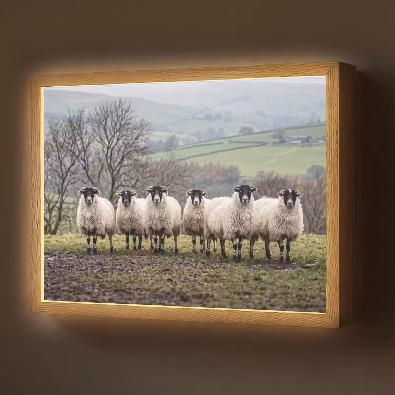 Schapen - Rij - Weide - Dieren - Platteland Light Box met batterij (Wandlamp) middel -z3d_website