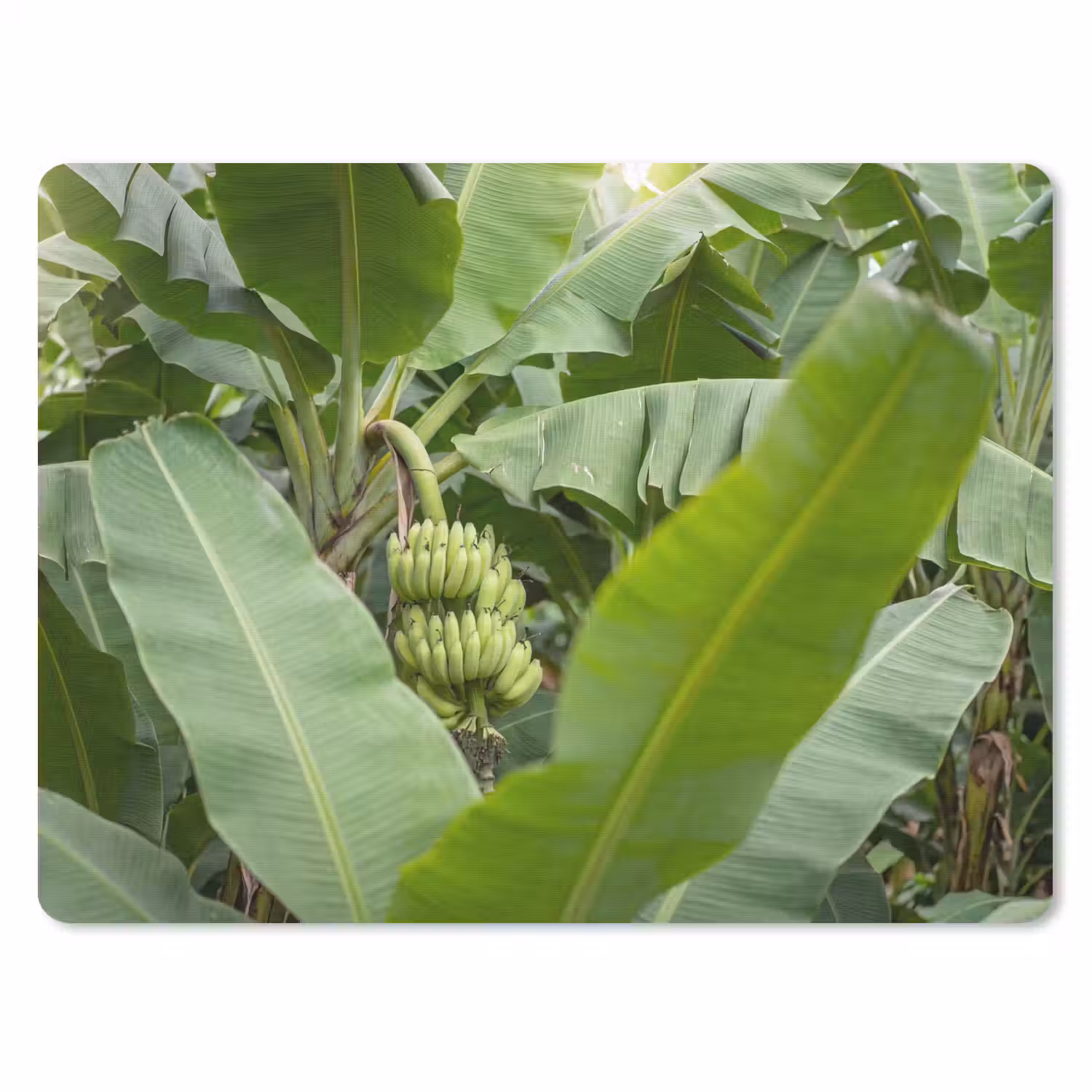 Eten - Bananen - Plantage - Groen muismat rubber klein -3d