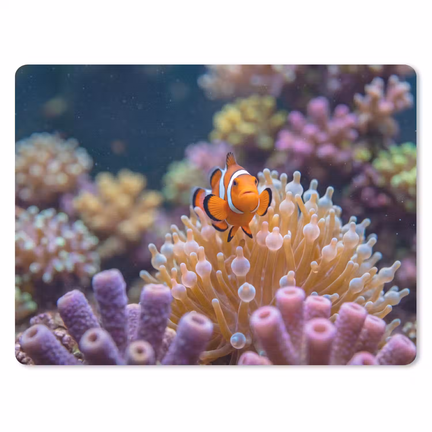 Vis - Koraal - Onderwater - Oranje - Dieren muismat rubber klein -3d