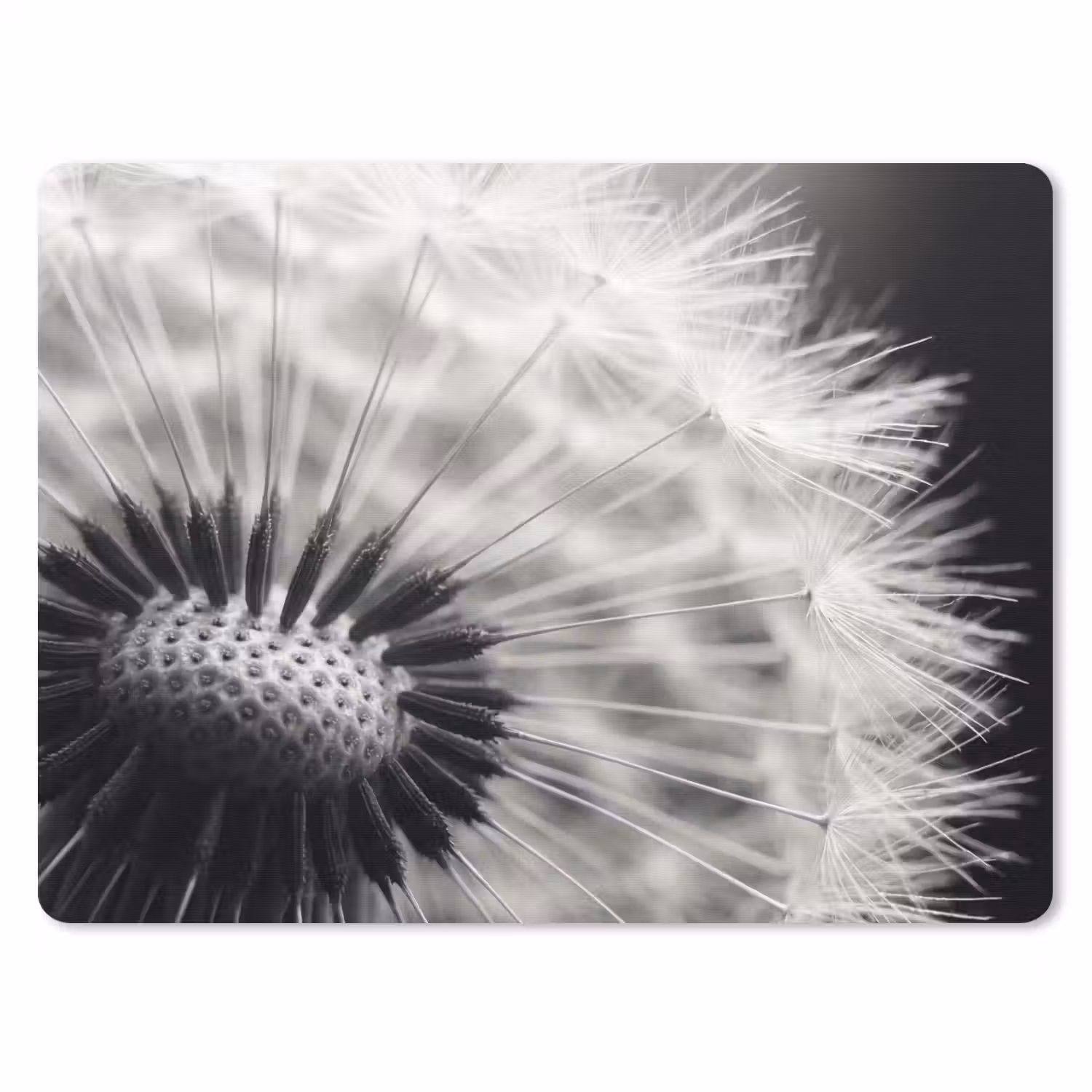 Paardenbloem - Zwart - Wit muismat rubber klein -3d
