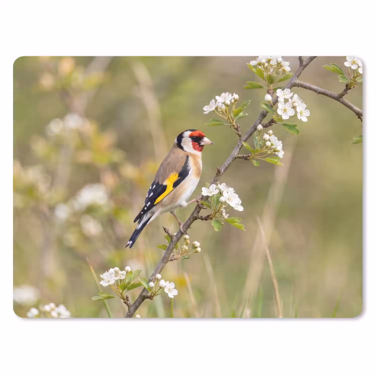 Putter - Bloesem - Lente - Natuur - Kleurrijk muismat rubber klein -3d