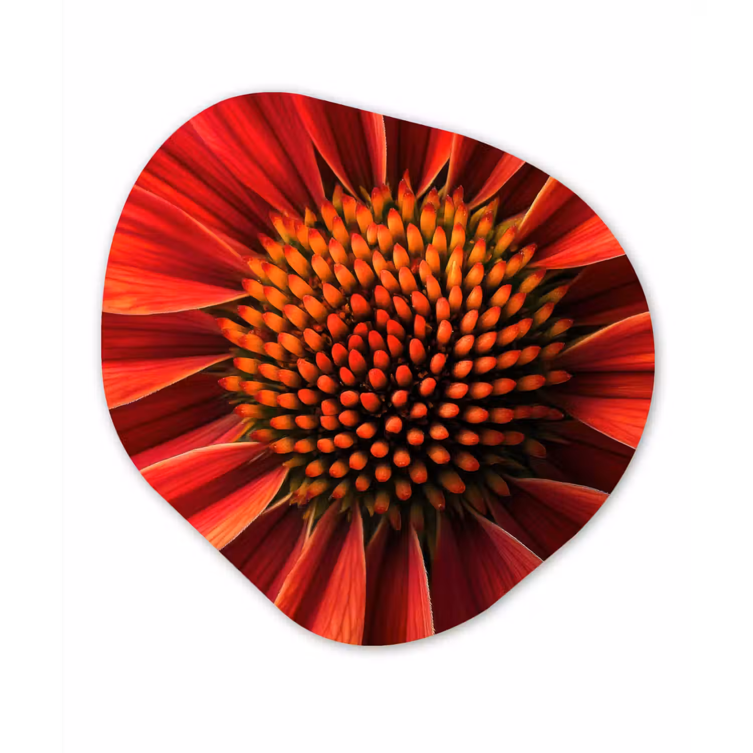Close up - Bloem- Rood Wandcirkel Organisch Aluminium middel -3d