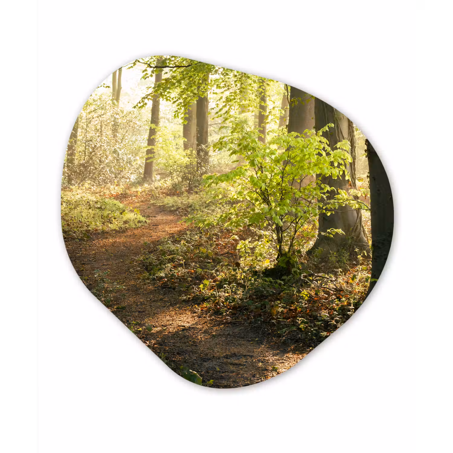 Bos - Bomen - Pad - Zon - Planten - Bladeren - Natuur Wandcirkel Organisch Forex 3mm klein -3d