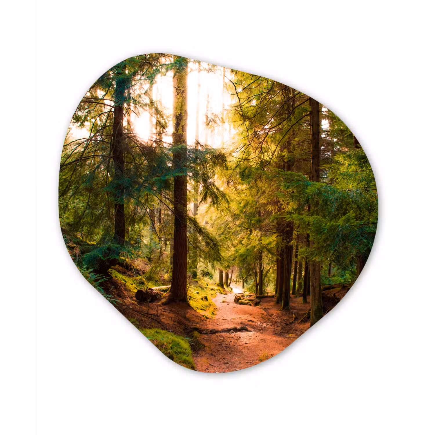 Bos - Pad - Bomen - Groen - Zon - Natuur Wandcirkel Organisch Forex 3mm klein -3d
