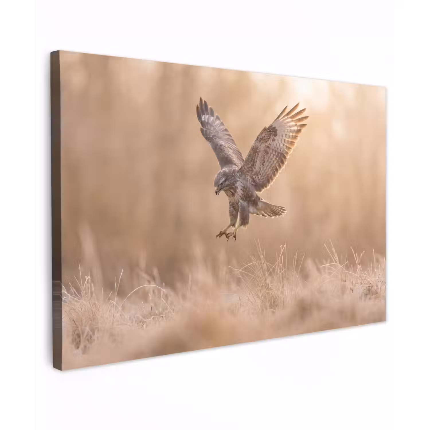 Buizerd - Roofvogel - Natuur - Bruin Tuinposter op houten frame 2 cm dik klein -3d