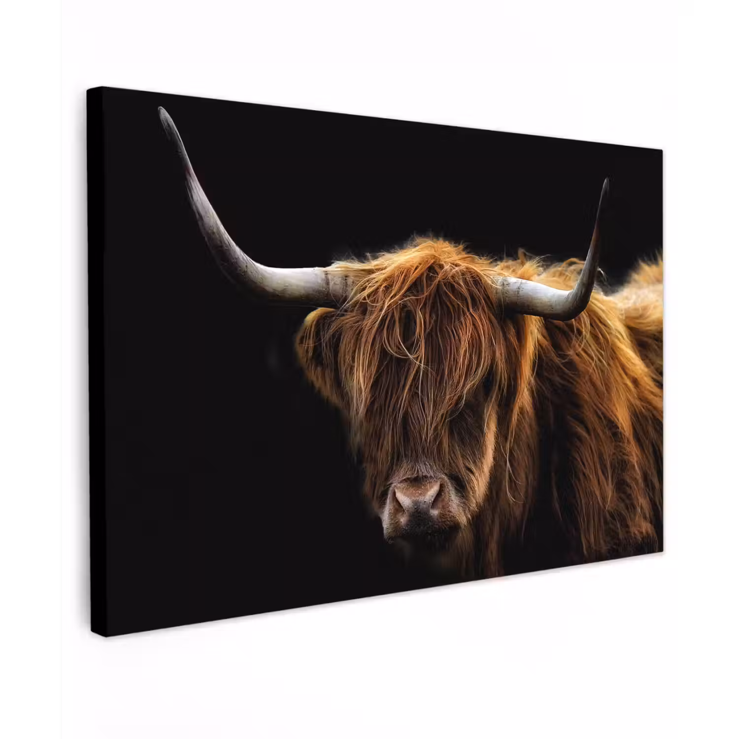 Hooglander tegen Zwarte Achtergrond Tuinposter op houten frame 2 cm dik klein -3d